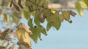 Rhode Island Voters Decide On 55 Million Green Bond For Parks And Flood Protecti