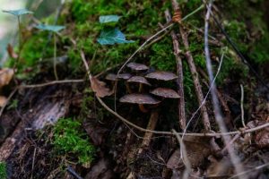 Rhs Forecasts Abundant Mushroom Displays Across Uk Gardens This Autumn
