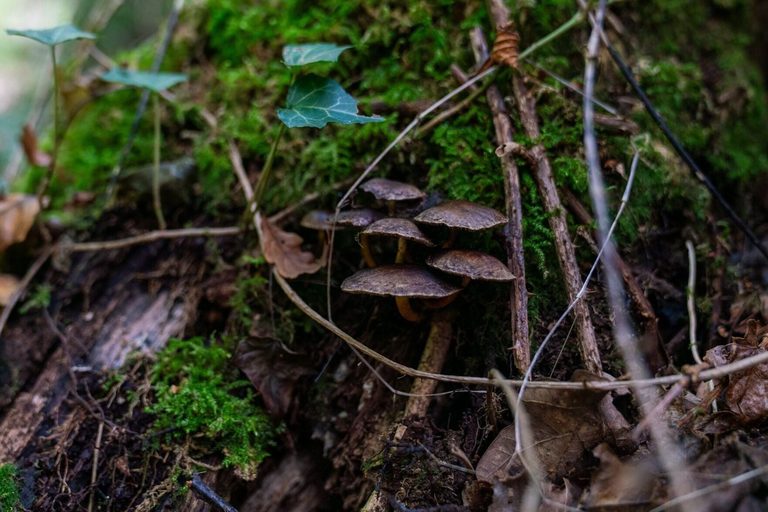Rhs Forecasts Abundant Mushroom Displays Across Uk Gardens This Autumn