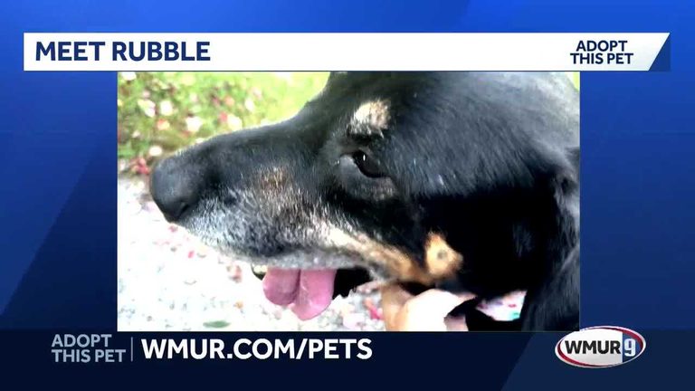 Rubble A Gentle 5 Year Old Rottweiler Mix Seeks A Forever Home In New Hampshire