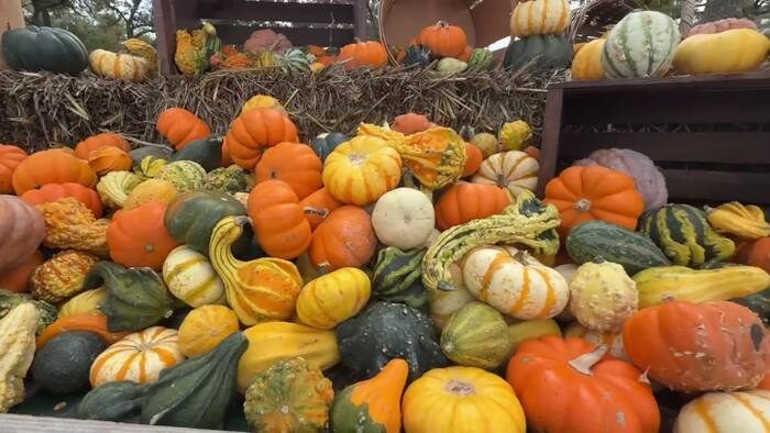San Antonio Growers Explain How Weather Shapes Pumpkin Patch Harvests