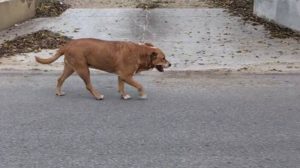 San Antonio To Deploy Ai Powered Cell Phones To Count Unrestrained Dogs