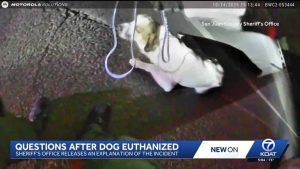 San Juan County Deputy Euthanizes Injured Dog On Us 64 Sheriff Defends Action
