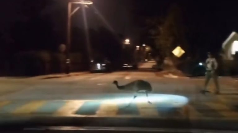 Santa Cruz County Deputies Chase Runaway Emu Capture Bird Safely