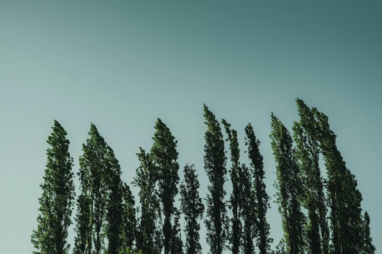 Satellite Photos Pinpoint Historic Poplar Tree Line Near Twin Falls Target