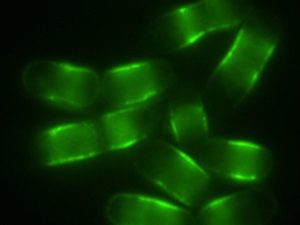Scientists Identify Ampk Switch That May Extend Lifespan In Flies Worms And Yeas