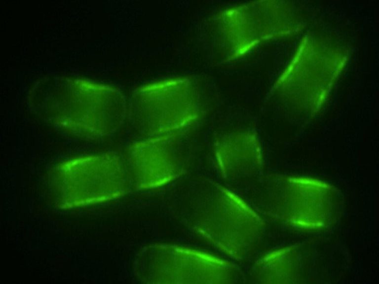 Scientists Identify Ampk Switch That May Extend Lifespan In Flies Worms And Yeas