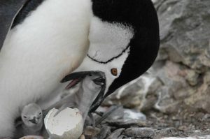 Scientists Report Massive Chinstrap Penguin Decline On Remote Zavodovski Island