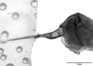 Scientists Reveal How A Honeybee S Stinger Continues Pumping Venom After Detachi