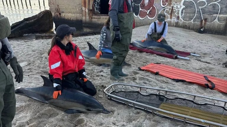Sea Bright Fire Crews Rescue Three Dolphins Stranded In Sandy Hook Marsh