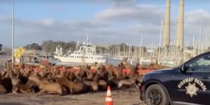 Sea Lion Congregation Forces Lane Closure On Moss Landing Bridge