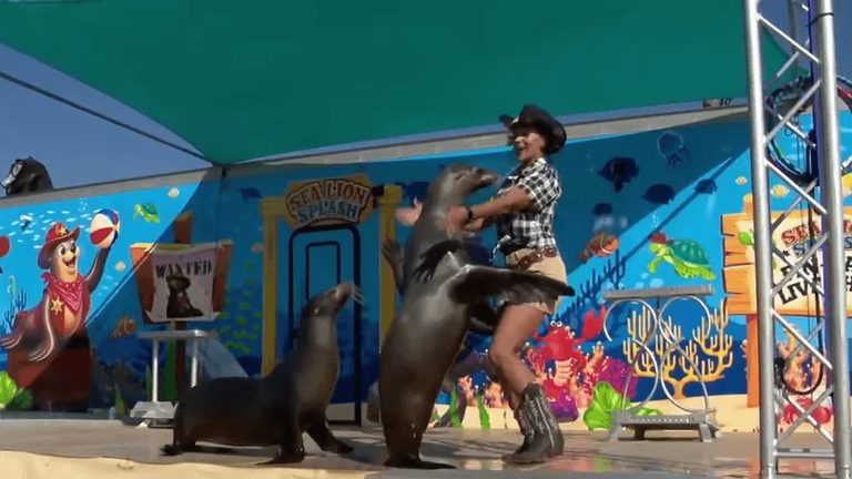 Sea Lion Duo Abba And Lily Celebrate Five Years Entertaining Arkansas State Fair