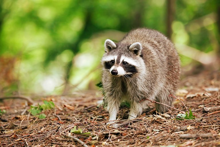 Second Rabies Positive Raccoon Found In Westlake Village Backyard