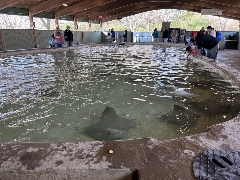 Sedgwick County Zoo Offers Half Price Admission As Stingray Cove Bids Farewell