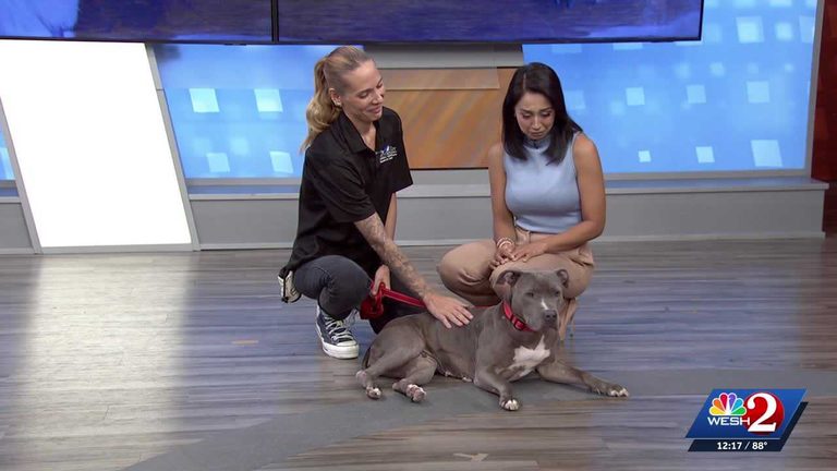 Seminole County Animal Services Announces Adoption Opportunity For Charlie The T