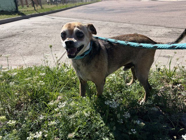 Senior Chihuahua Mix Easly Needs A Quiet Colorado Springs Home