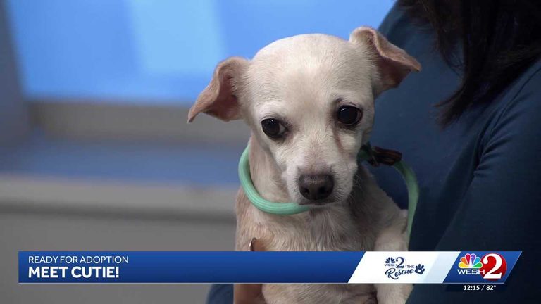 Senior Dog Cutie Awaits Forever Home At Orange County Animal Services