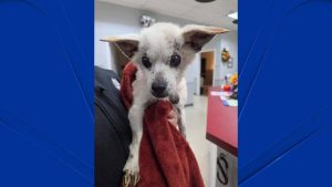 Senior Dog Rescued After Being Abandoned In Derby S Osbornedale State Park