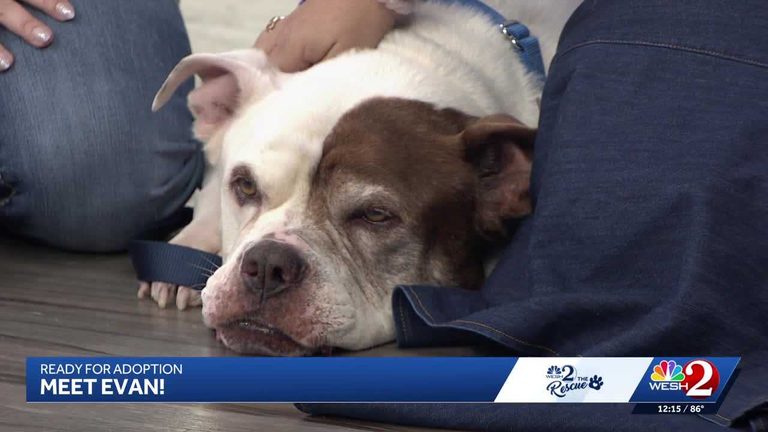 Senior Olde English Bulldogge Evan Seeks Calm Family Home In Halifax