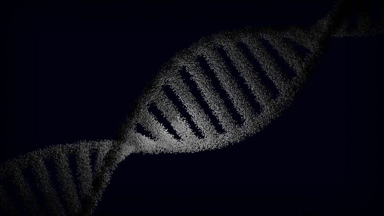 Sex Chromosomes Influence Aging And Disease Risk Beyond Hormones
