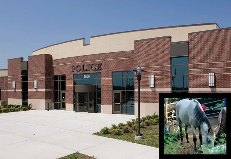 Shawnee Police Euthanize Loose Mustang After Exhausting Capture Options