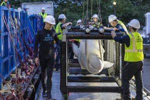 Shedd Aquarium Reports Death Of Rescued Beluga Whale Caspian