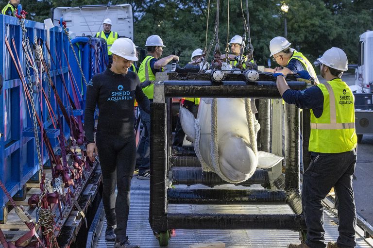 Shedd Aquarium Reports Death Of Rescued Beluga Whale Caspian