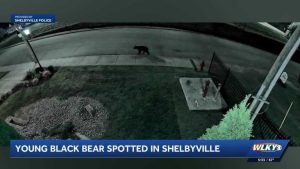 Shelbyville Warns Residents To Keep Distance From Young Black Bear Near 8Th And