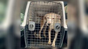 Sicsa Animal Shelter Opens Doors To 13 Hurricane Displaced Dogs