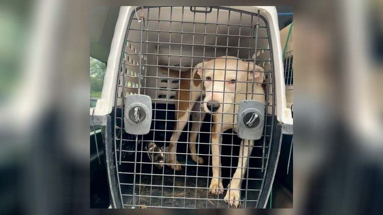 Sicsa Animal Shelter Opens Doors To 13 Hurricane Displaced Dogs