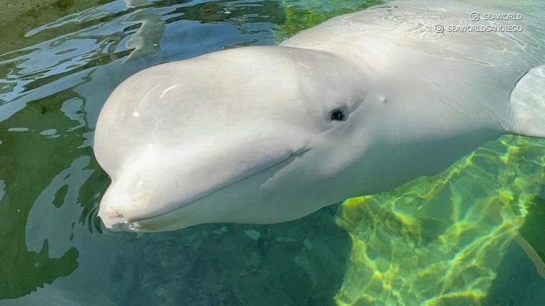 Sixth Rescued Beluga Whale Dies At Seaworld San Diego After Sudden Illness