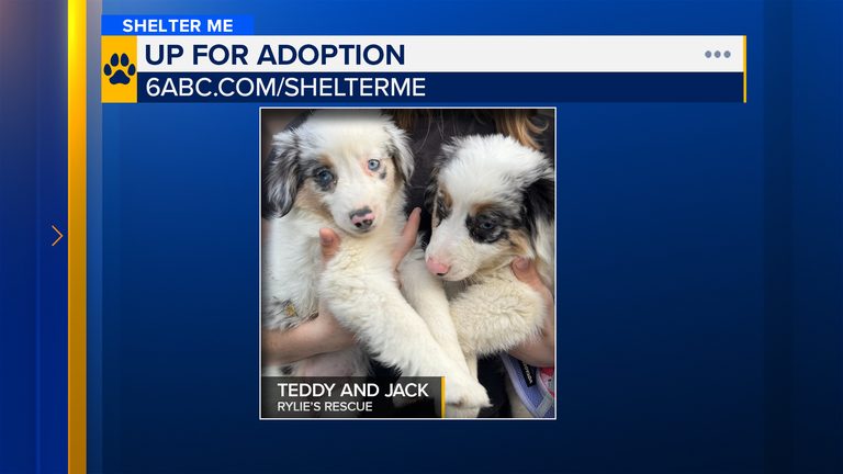 Skippack Rescue Highlights Two Deaf Mini Australian Shepherd Puppies Seeking For