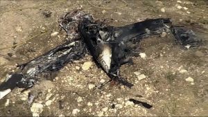 Small Plane Crashes Near Hicks Airfield In Fort Worth Pilot Alone On Board