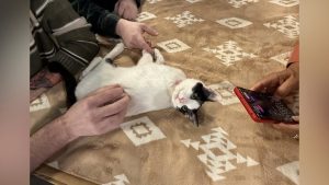 Smart Kitten Walnut Seeks Forever Home At Bend Humane Society