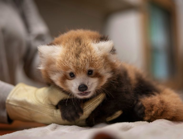 Smithsonian National Zoo Seeks Public Input To Name New Red Panda Cub