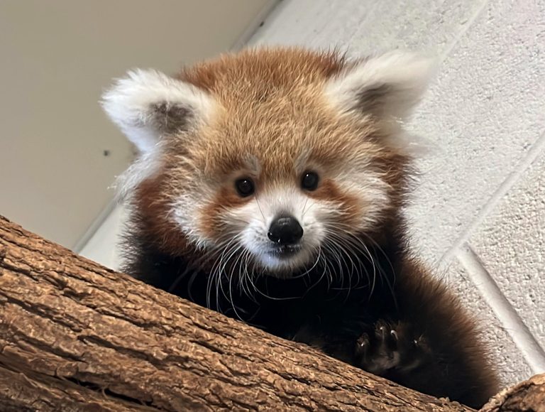 Smithsonian Zoo Names Front Royal Red Panda Cub Dolly After Nationwide Vote