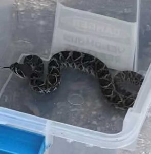 Snake Sightings Surge In South Florida After Heavy Rains Trappers Urge Caution