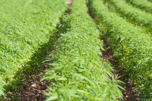 South Carolina Hemp Farmers Face Federal Ban After December 11 Deadline