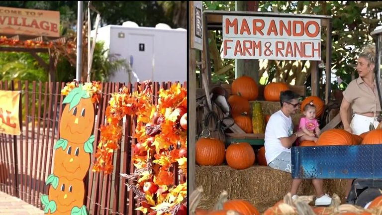 South Florida Pumpkin Patches Offer Family Fun This Fall