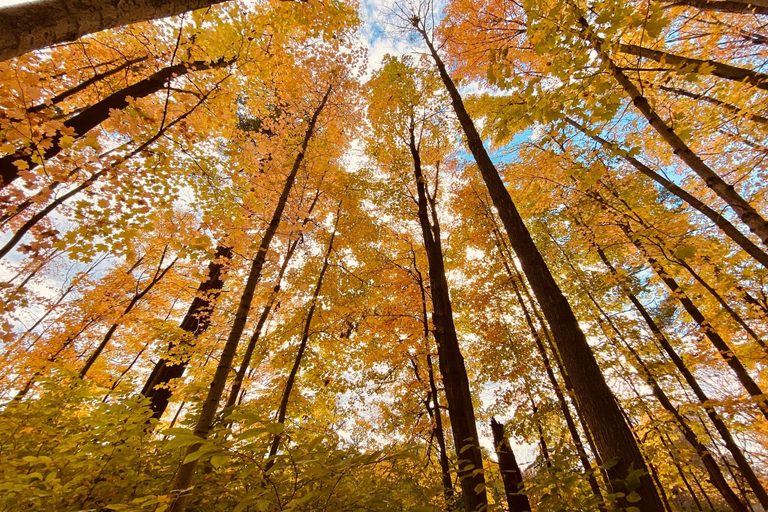 South Hills Near Twin Falls Burst Into Early Fall Colors Residents Head Out