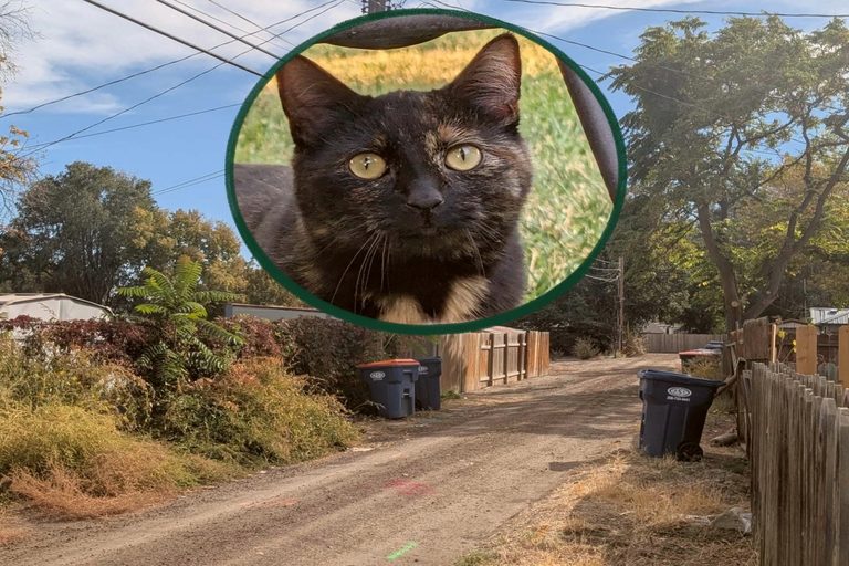 South Idaho Residents Grapple With Growing Stray Cat Population