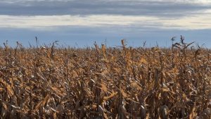 Soybean Harvest Nears 90 Completion As Farmers Push Through Rain In Bottineau Co