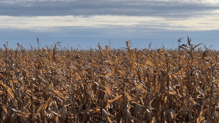 Soybean Harvest Nears 90 Completion As Farmers Push Through Rain In Bottineau Co