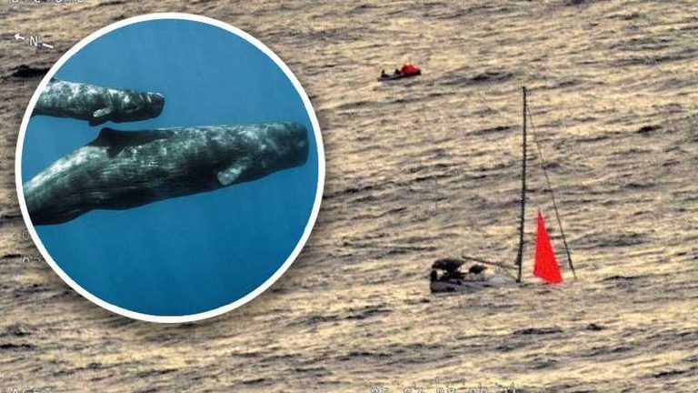Sperm Whale Collision Sinks Australian Yacht Crew Rescued After 18 Hours At Sea