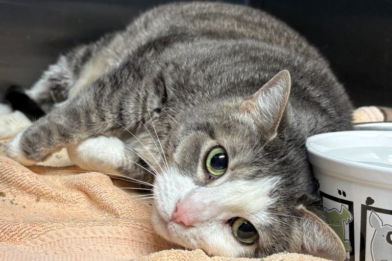 Springfield Animal Shelter Plans Fundraisers As It Rebuilds After Storm