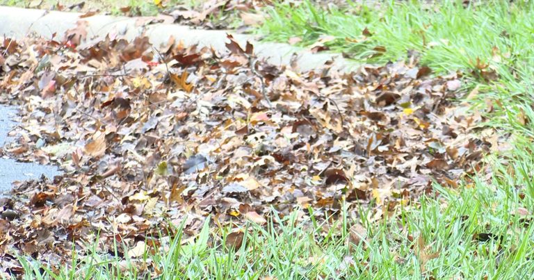 Springfield Police Urge Residents To Keep Leaves Off Roads For Safer Driving