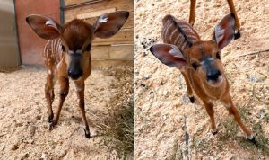 St Paul Zoo Welcomes Two New Nyala Calves Volunteers To Name The Girl