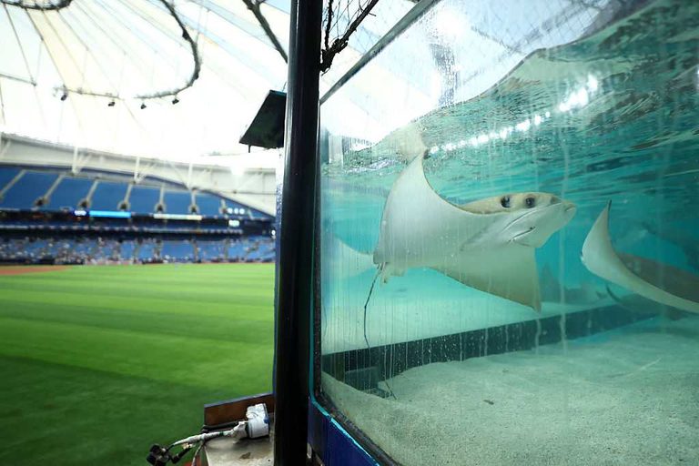 Stingrays Swim In Tropicana Field Outfield During World Series Game 3