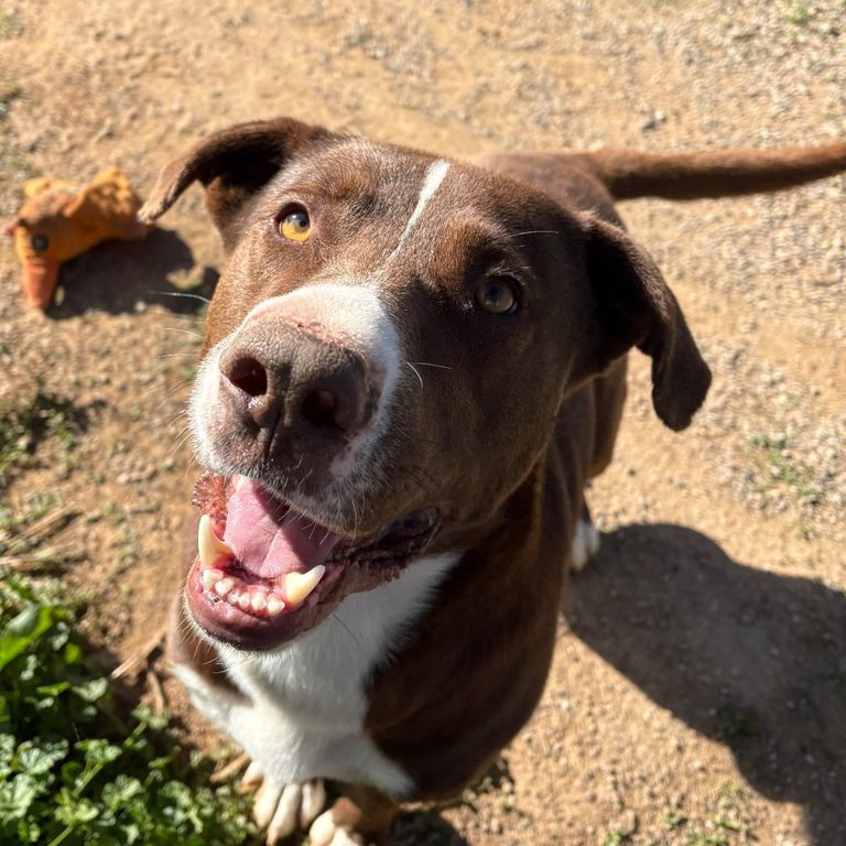 Stray Hearts Animal Shelter Reports Weekly Activity And Highlights Adoptable Dog