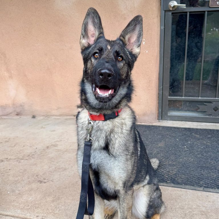 Stray Hearts Animal Shelter Reports Weekly Activity And Highlights Adoptable Dog